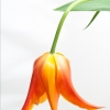 La tulipe orange