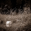 NaturaSepia - 94