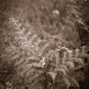 NaturaSepia - La fougere