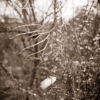 NaturaSepia - La plume