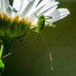 D300 70-300 sigma macro