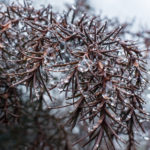 Nikon D7200 bague allonge 50mm AIS 1.4